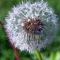 Dandelion On Green Photograph by David Desautel Dandelion On Green Photograph by David Desautel