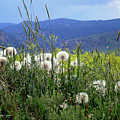 Dandelions and Mountains Photograph by Kathryn Alexander MA Dandelions and Mountains Photograph by Kathryn Alexander MA