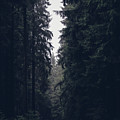 Dark atmosphere in forest. Forgotten road in rainy day Photograph by Vaclav Sonnek Dark atmosphere in forest. Forgotten road in rainy day Photograph by Vaclav Sonnek