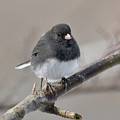 Dark-eyed Junco 2 Photograph by Ann Bridges Dark-eyed Junco 2 Photograph by Ann Bridges