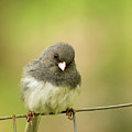 Dark Eyed Junco In Springtime by Dorothy Lee