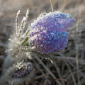 Dawn Frost On A Spring Crocus Photograph by Karen Rispin Dawn Frost On A Spring Crocus Photograph by Karen Rispin