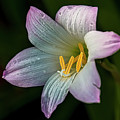 Day Lilly Photograph by Lou Novick Day Lilly Photograph by Lou Novick