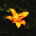 Daylily at Night Photograph by Christopher Reed Daylily at Night Photograph by Christopher Reed