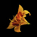 Daylily at Night Photograph by Kevin Suttlehan Daylily at Night Photograph by Kevin Suttlehan