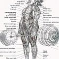 Deadlift Muscle Chart Anatomy Diagram Anime Gym Greeting Card by Moore Ward