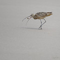 Death of a Sand Crab Photograph by James Covello Death of a Sand Crab Photograph by James Covello