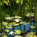Deep in the Lily Pond Photograph by Bonnie Follett Deep in the Lily Pond Photograph by Bonnie Follett