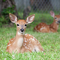 Deer Babies Photograph by Terri Harper Deer Babies Photograph by Terri Harper