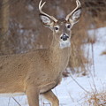 Deer in Winter Photograph by Nancy Ayanna Wyatt Deer in Winter Photograph by Nancy Ayanna Wyatt