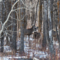 Deer In Winter Woods Photograph by Karen Rispin Deer In Winter Woods Photograph by Karen Rispin