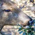 Deer Photograph by John Linnemeyer Deer Photograph by John Linnemeyer