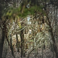 Deer of the Woods Photograph by Troy Stapek Deer of the Woods Photograph by Troy Stapek