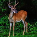 Deer Sighting Photograph by Shelia Hunt Deer Sighting Photograph by Shelia Hunt