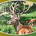 Deer with Antlers Photograph by Nancy Ayanna Wyatt Deer with Antlers Photograph by Nancy Ayanna Wyatt