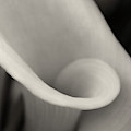 Delicate Beauty by Dave Bowman Delicate Beauty by Dave Bowman