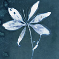 Delicate Blue Lily Flower Silhouette by Elizabeth Reich