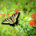 Delicate Butterfly Photograph by Dan Carmichael Delicate Butterfly Photograph by Dan Carmichael