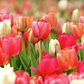Delicate Photograph by Lens Art Photography By Larry Trager Delicate Photograph by Lens Art Photography By Larry Trager