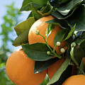 Delicious oranges and white buds, orange blossom in Spain Photograph by Adriana Mueller Delicious oranges and white buds, orange blossom in Spain Photograph by Adriana Mueller