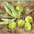 Olive Painting by Guido Borelli Olive Painting by Guido Borelli