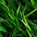 Dense Grass by Rajiv Chopra