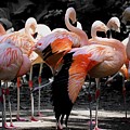 Denver Zoo Flamingo Photograph by Veronica Batterson Denver Zoo Flamingo Photograph by Veronica Batterson