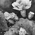 Desert Bloom in Black and White Painting by Hailey E Herrera Desert Bloom in Black and White Painting by Hailey E Herrera