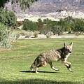 Desert coyote by Carl Moore