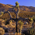 Desert Scarecrow by Paul Breitkreuz