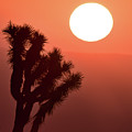 Desert Sunrise by Vincent Bonafede