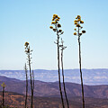 Desert yellow plants in springtime by Tatiana Travelways