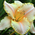 Desirable Daylily. Photograph by Terence Davis Desirable Daylily. Photograph by Terence Davis