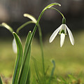 Detail on Galanthus in morning times after long winter days. First spring flower on the garden. Galanthus nivalis grow up with amazing white bloom. Wonderful show. Concept of spring flowers Photograph by Vaclav Sonnek Detail on Galanthus in morning times after long winter days. First spring flower on the garden. Galanthus nivalis grow up with amazing white bloom. Wonderful show. Concept of spring flowers Photograph by Vaclav Sonnek