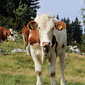 Detail on Pinzgauer cattle cow on meadows in the Austrian Alps. beautiful brown and white organizes the freshest grass without harmful substances. Hochkar mountain, Austria Photograph by Vaclav Sonnek Detail on Pinzgauer cattle cow on meadows in the Austrian Alps. beautiful brown and white organizes the freshest grass without harmful substances. Hochkar mountain, Austria Photograph by Vaclav Sonnek