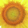 Details by Lens Art Photography By Larry Trager