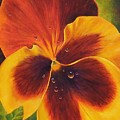 Grandpa's Pansies Painting by Kim McClinton Grandpa's Pansies Painting by Kim McClinton
