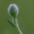 Dew On A Groundsel Bud Photograph by Karen Rispin Dew On A Groundsel Bud Photograph by Karen Rispin
