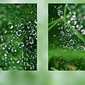 Dew On Web Photograph by Karen Rispin Dew On Web Photograph by Karen Rispin