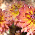 Dewy Dahlias Photograph by Amy Fose Dewy Dahlias Photograph by Amy Fose