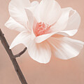 Digitally Painted Pink Rose  by Sue Leonard