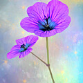 Digitally painted purple Geranium with a fairytale effect. by Sue Leonard
