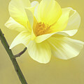 Digitally Painted Yellow Rose  by Sue Leonard