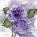 Dimensional Hydrangea I by Chris Paschke