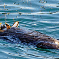 Dining Al Fresco - Sea Otter Photograph by KJ Swan Dining Al Fresco - Sea Otter Photograph by KJ Swan