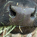 Oh, Barnyard Smells Photograph by Leslie Struxness Oh, Barnyard Smells Photograph by Leslie Struxness
