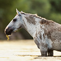 Dirty Horse Photograph by Shannon Hastings Dirty Horse Photograph by Shannon Hastings