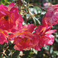 Disney Roses Three Photograph by Brian Watt Disney Roses Three Photograph by Brian Watt