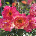 Disney Roses Two Photograph by Brian Watt Disney Roses Two Photograph by Brian Watt