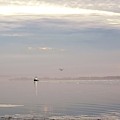 Distant Mist by Suzy Piatt